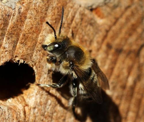 Réf. 200 101 : Megachile sp.